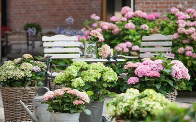 Opvallend kleurenspel van Magical-hortensia