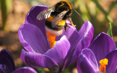 Stralende krokus is Bloembol van het Jaar