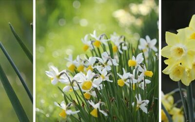 Februari: onderhoudswerkzaamheden in de tuin