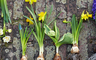 Tuinplant van de Maand februari: Voorjaarsbollen op pot