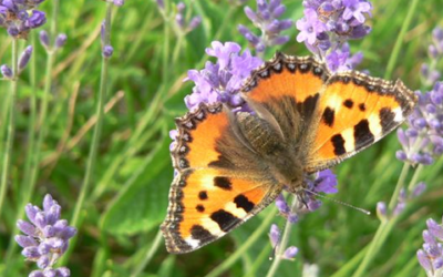 Tuintips voor juni