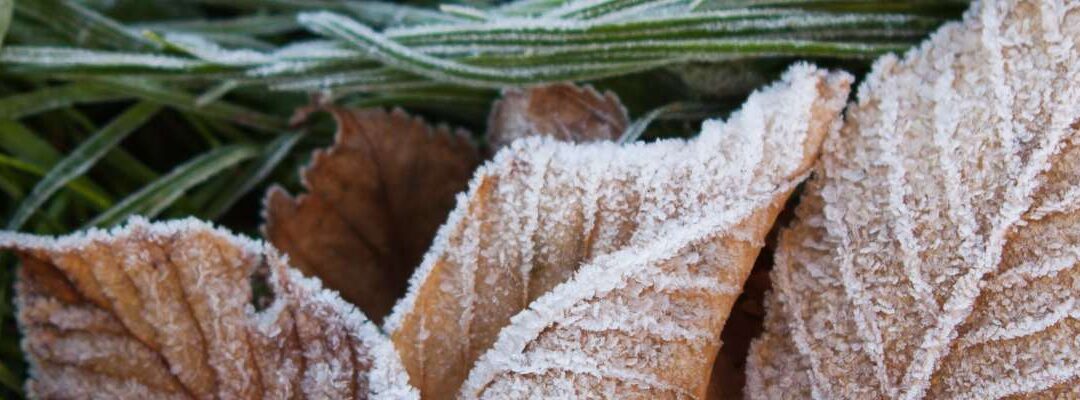 Tuin onderhoud december