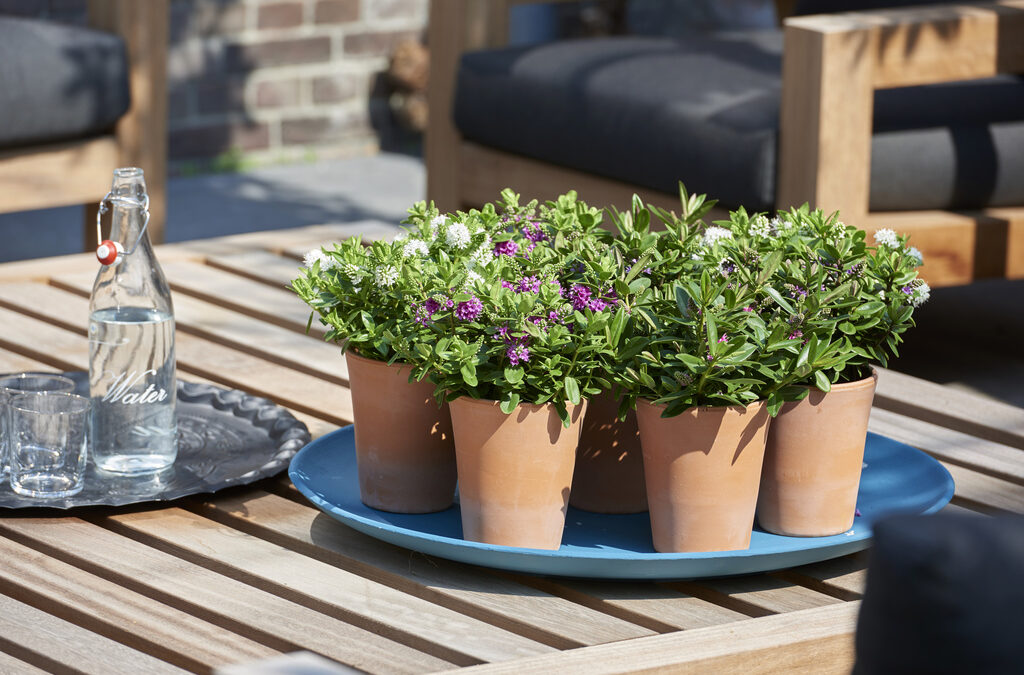 Hebe: Tuinplant van de maand augustus