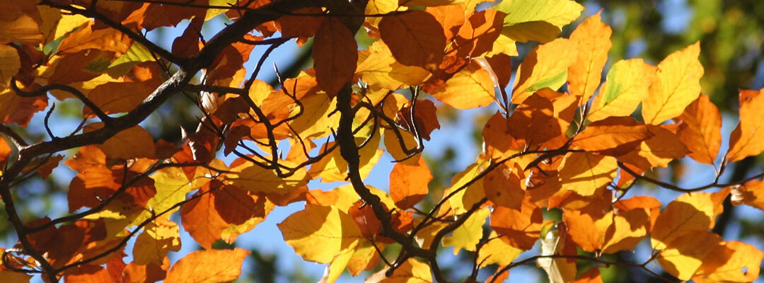 Planten in november: de beuk erin!