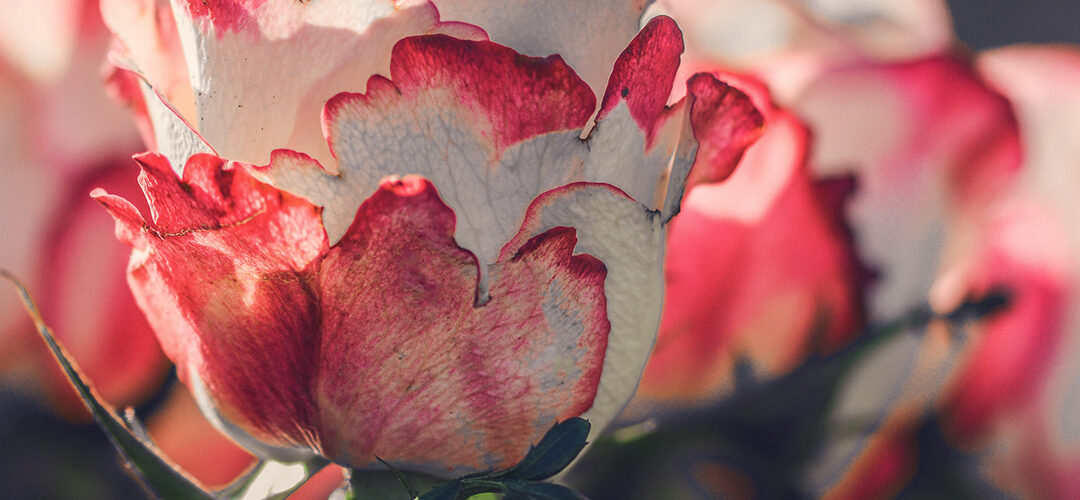 Juni: planten