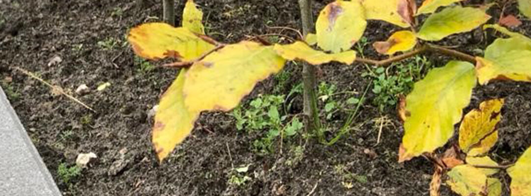 Planten en snoeien december