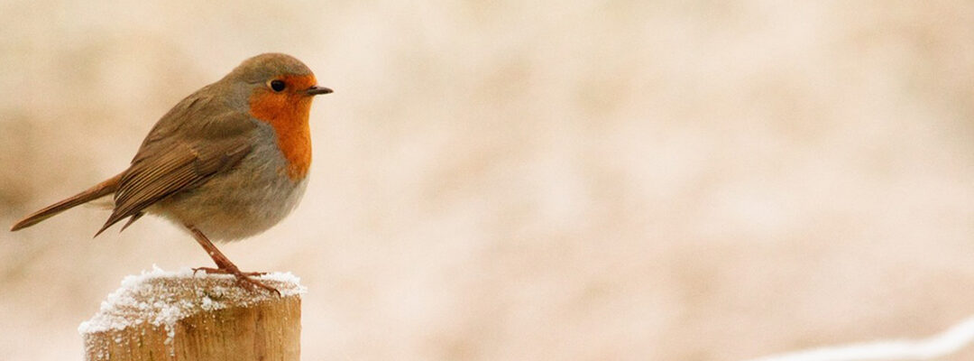 Denk aan de vogels