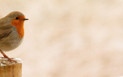 Denk aan de vogels