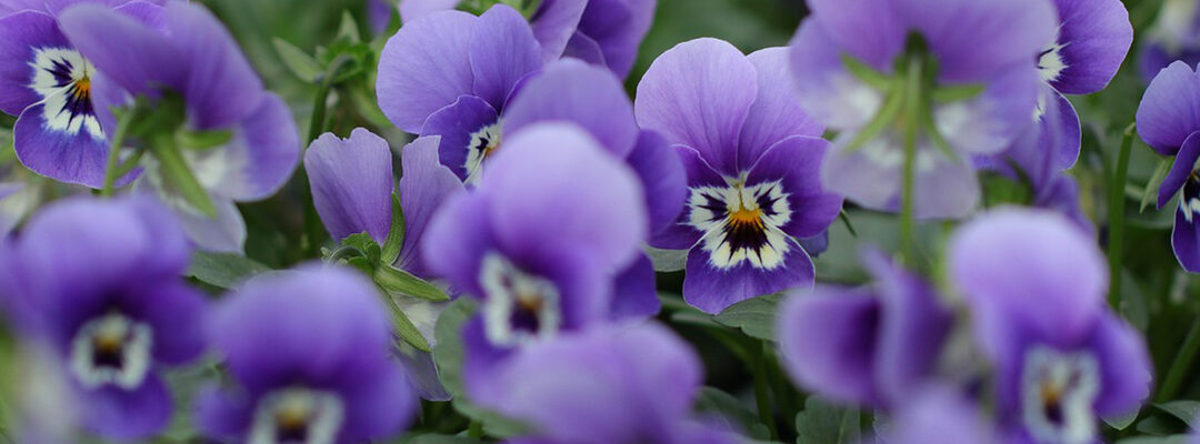 Planten februari