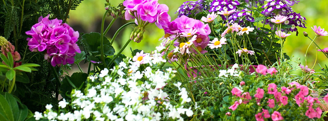 Planten en bloemen mei